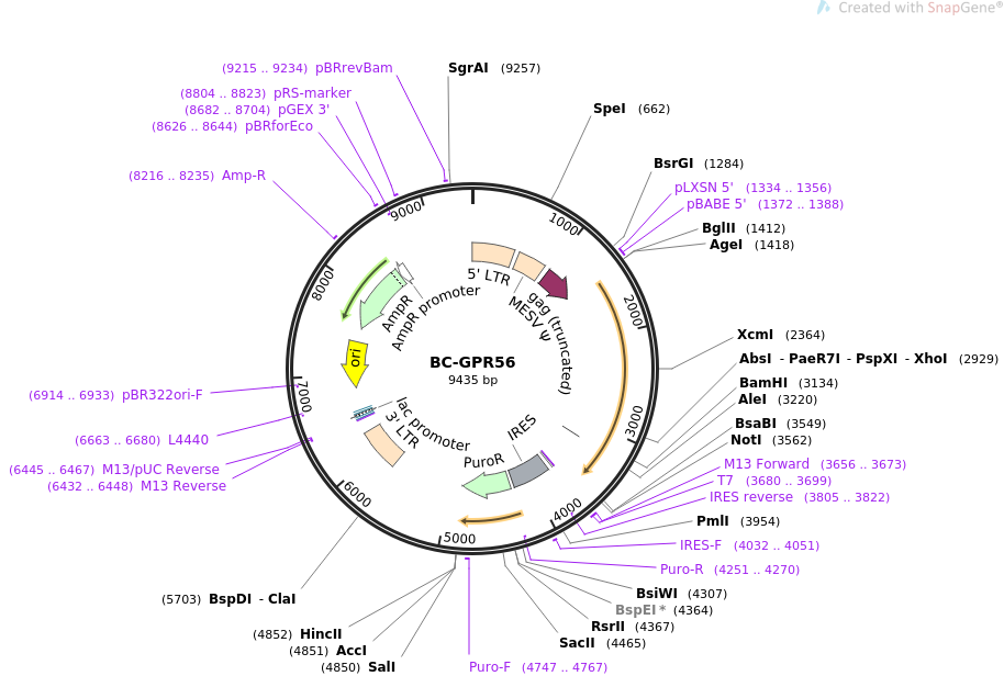 BC-GPR56载体图谱