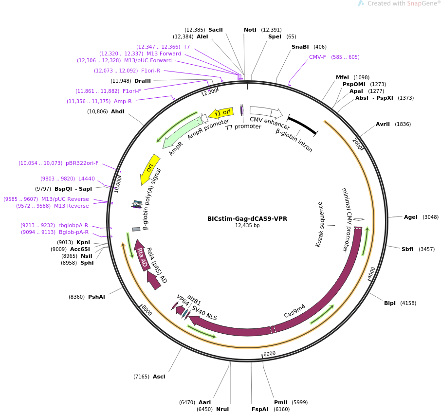 pC-HYG-YR载体图谱