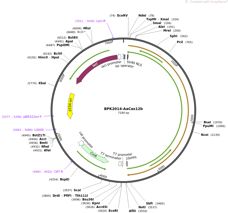 BPK2014-AaCas12b质粒图谱