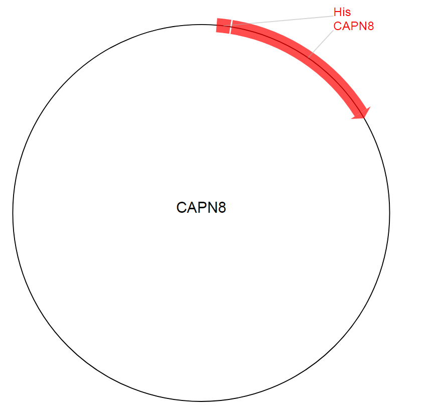 CAPN8质粒图谱