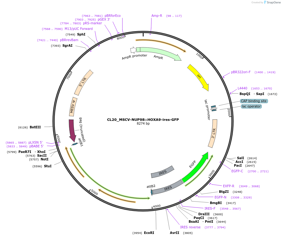 CL20_MSCV-NUP98::HOXA9-ires-GFP载体图谱