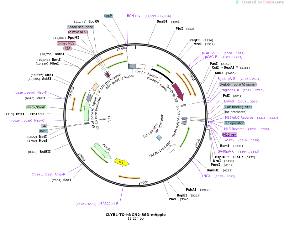 CLYBL-TO-hNGN2-BSD-mApple载体图谱