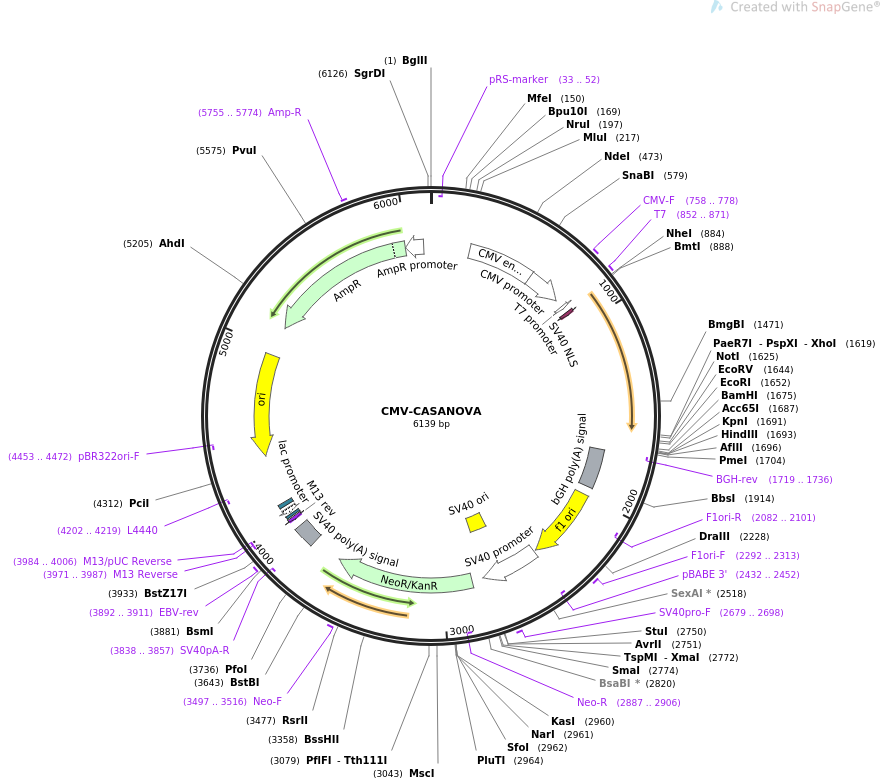 CMV-CASANOVA载体图谱