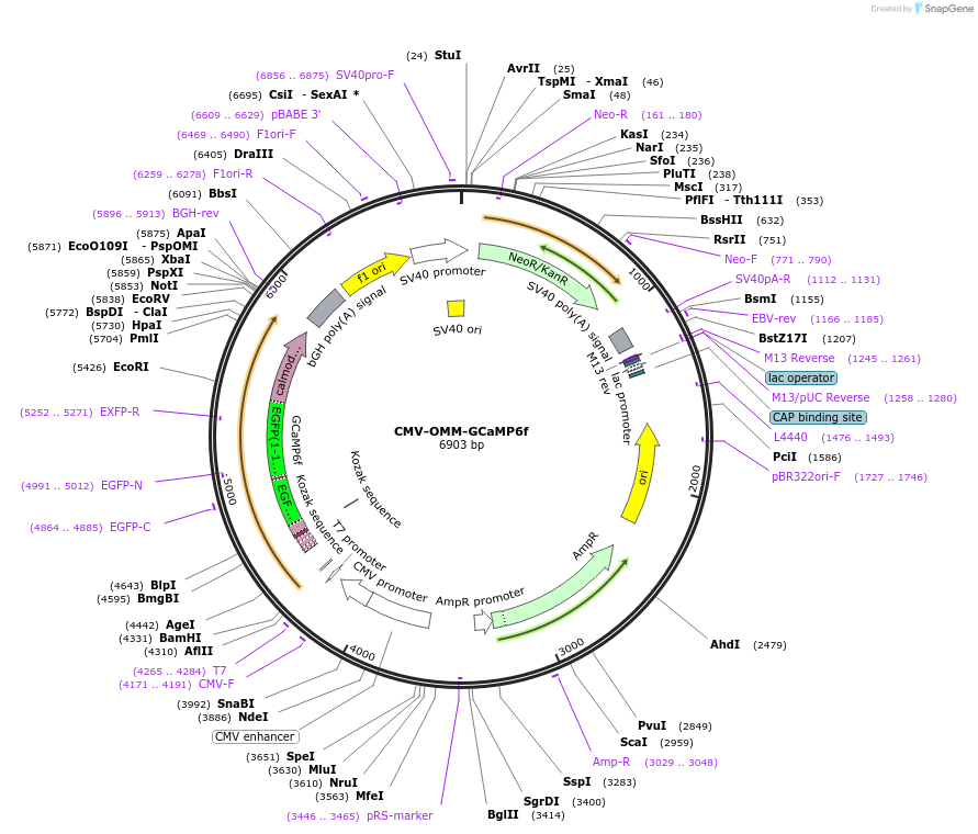 CMV-OMM-GCaMP6f载体图谱