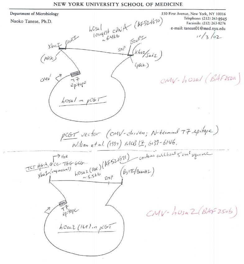 CMV-T7-hOsa1质粒图谱