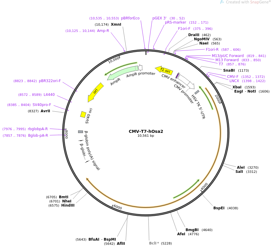 CMV-T7-hOsa2质粒图谱