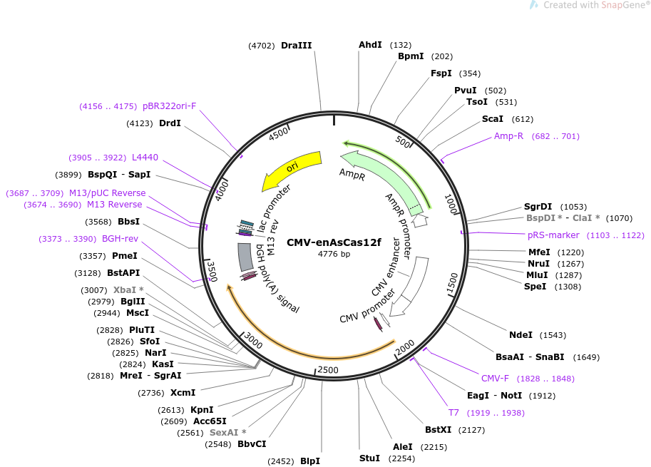 CMV-enAsCas12f载体图谱