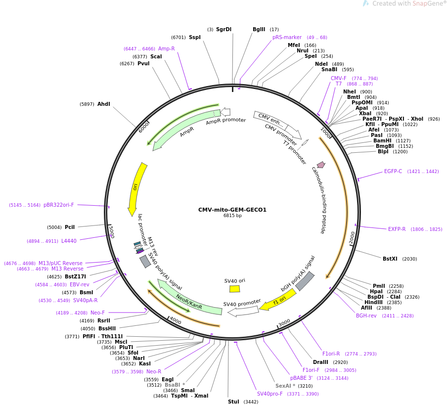 CMV-mito-GEM-GECO1质粒图谱