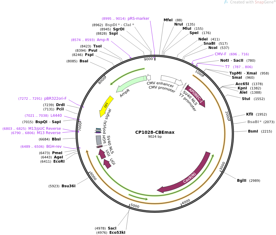 CP1028-CBEmax质粒图谱