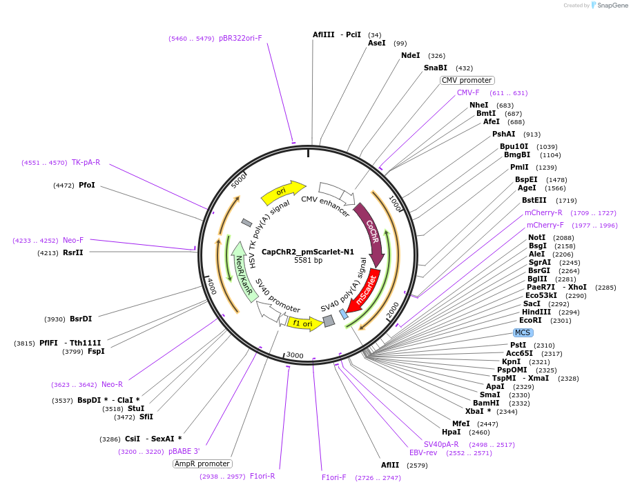 CapChR2_pmScarlet-N1载体图谱