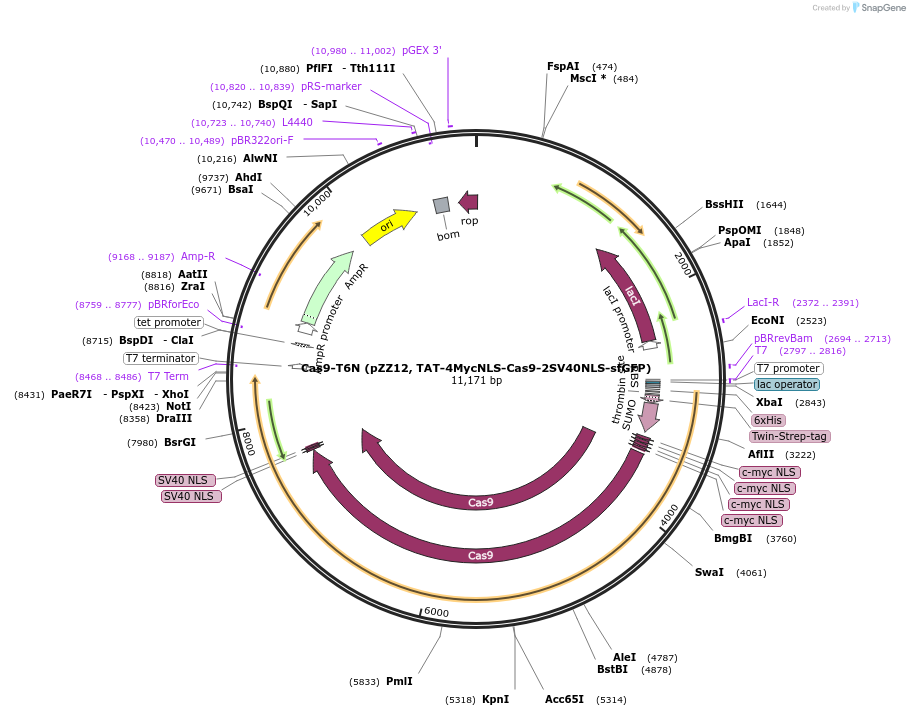 Cas9-T6N载体图谱