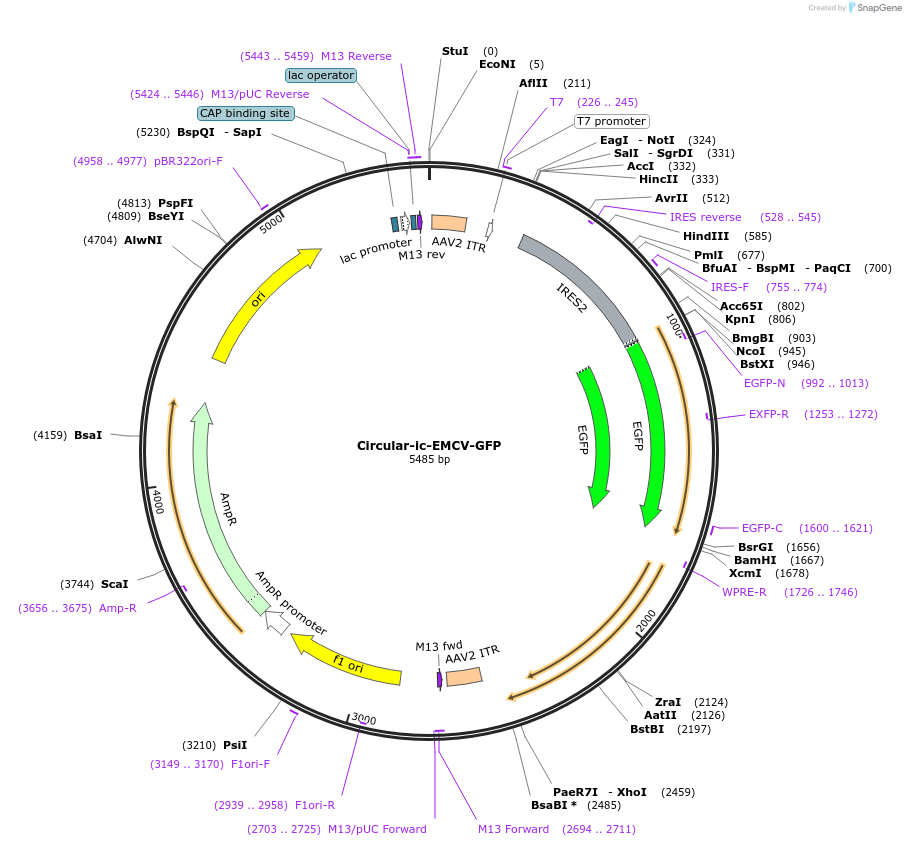Circular-ic-EMCV-GFP载体图谱