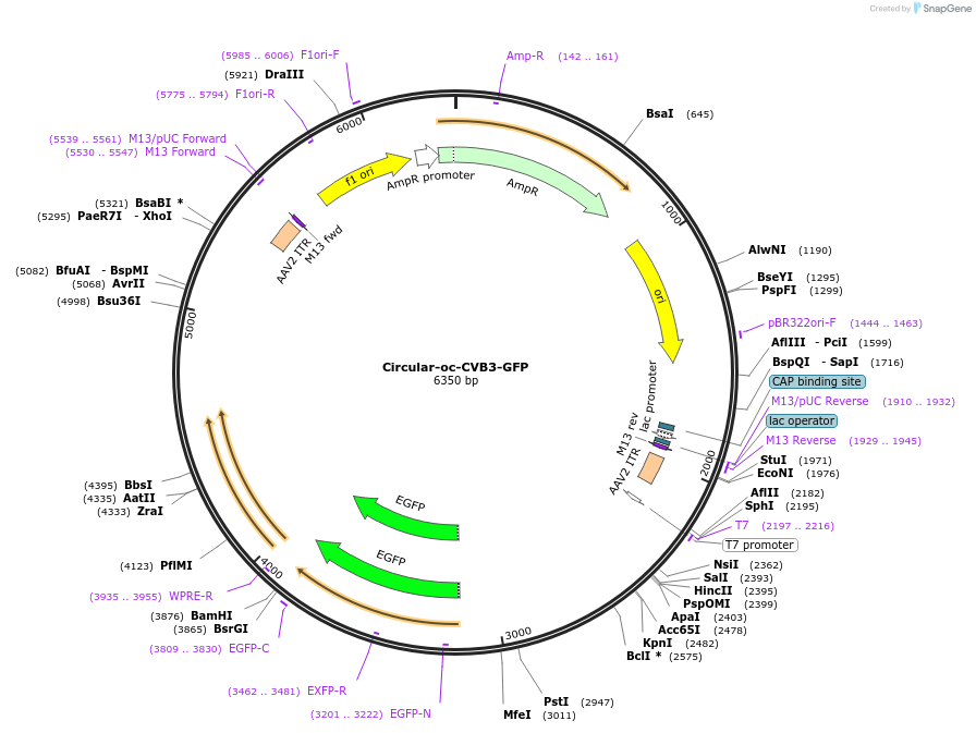 Circular-oc-CVB3-GFP载体图谱