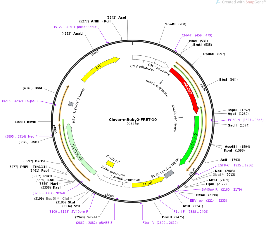 Clover-mRuby2-FRET-10质粒图谱