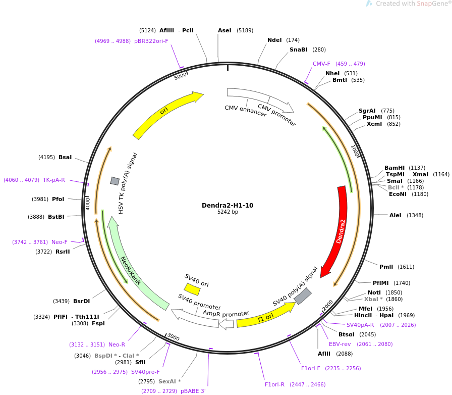 Dendra2-H1-10质粒图谱