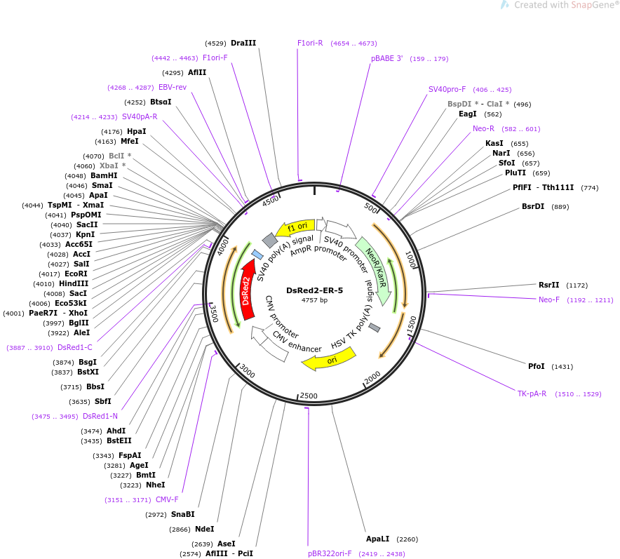 DsRed2-ER-5质粒图谱
