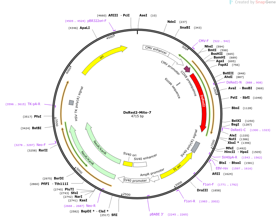 DsRed2-Mito-7载体图谱