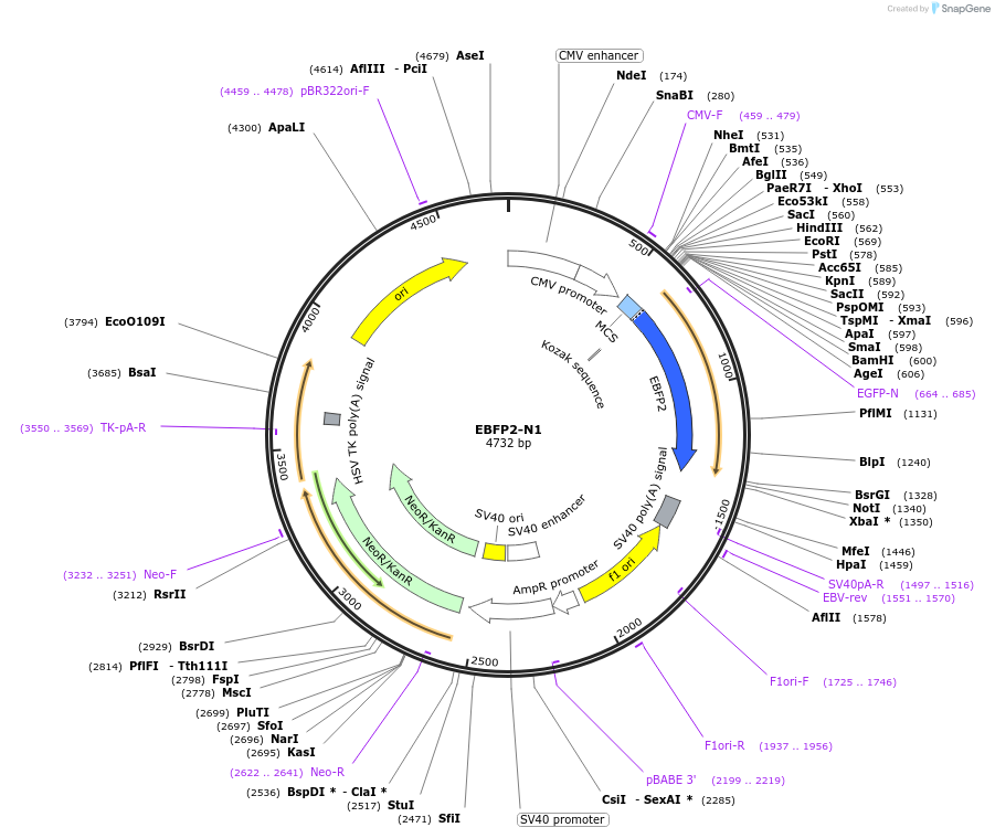 EBFP2-N1载体图谱