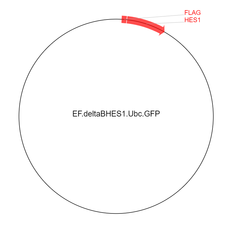 EF.deltaBHES1.Ubc.GFP载体图谱
