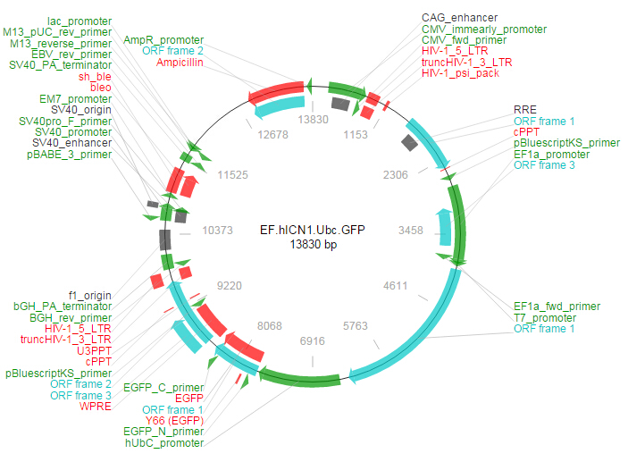 EF.hICN1.Ubc.GFP载体图谱