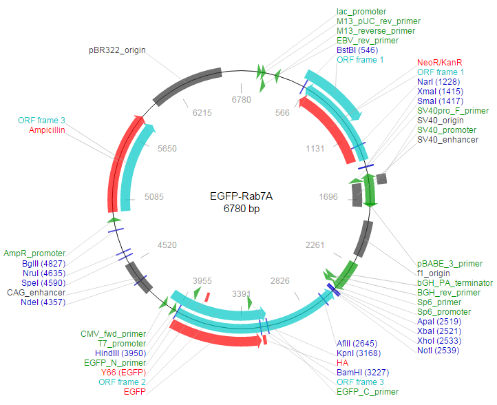 EGFP-Rab7A载体图谱