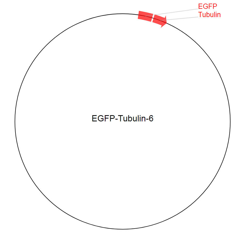 EGFP-Tubulin-6质粒图谱