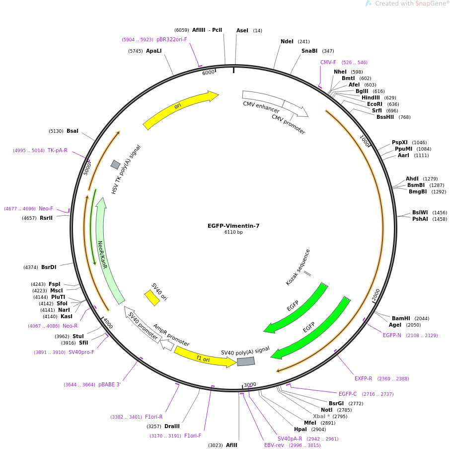EGFP-Vimentin-7载体图谱