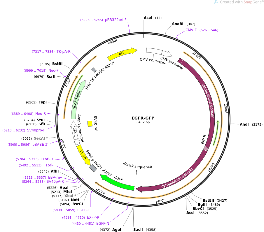 EGFR-GFP质粒图谱
