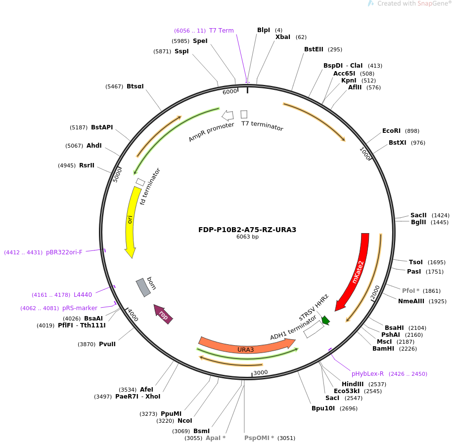 FDP-P10B2-A75-RZ-URA3质粒图谱