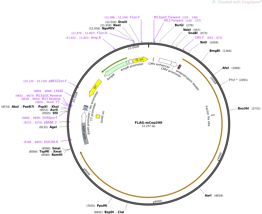 FLAG-mCep290质粒图谱