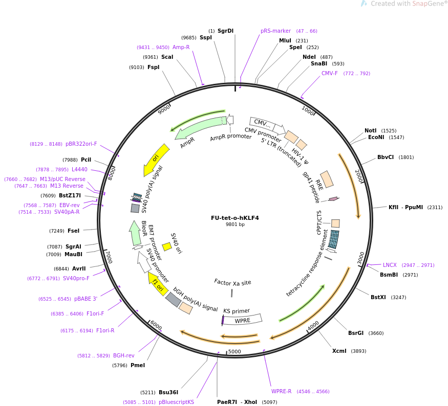 FU-tet-o-hKLF4质粒图谱