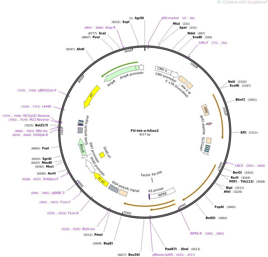 FU-tet-o-hSox2载体图谱