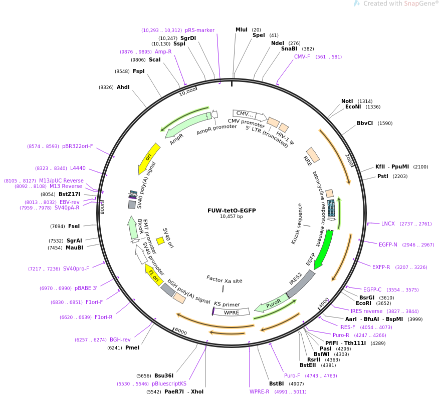 FUW-tetO-EGFP质粒图谱