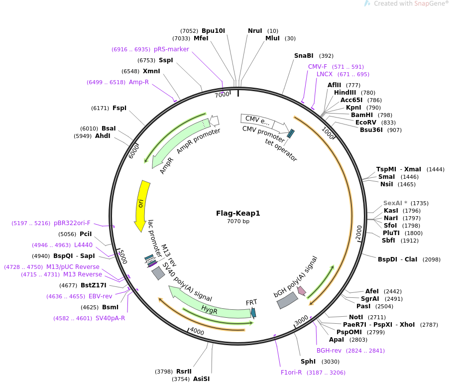 Flag-Keap1载体图谱