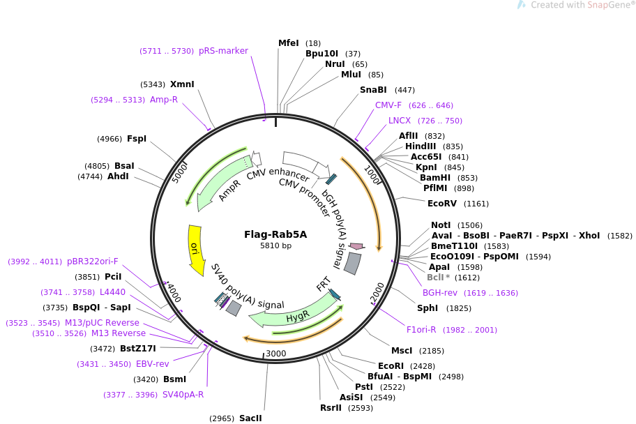 Flag-Rab5A载体图谱
