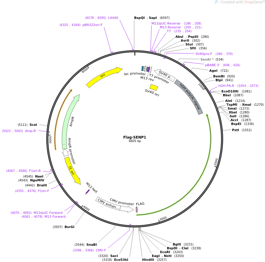 Flag-SENP1质粒图谱