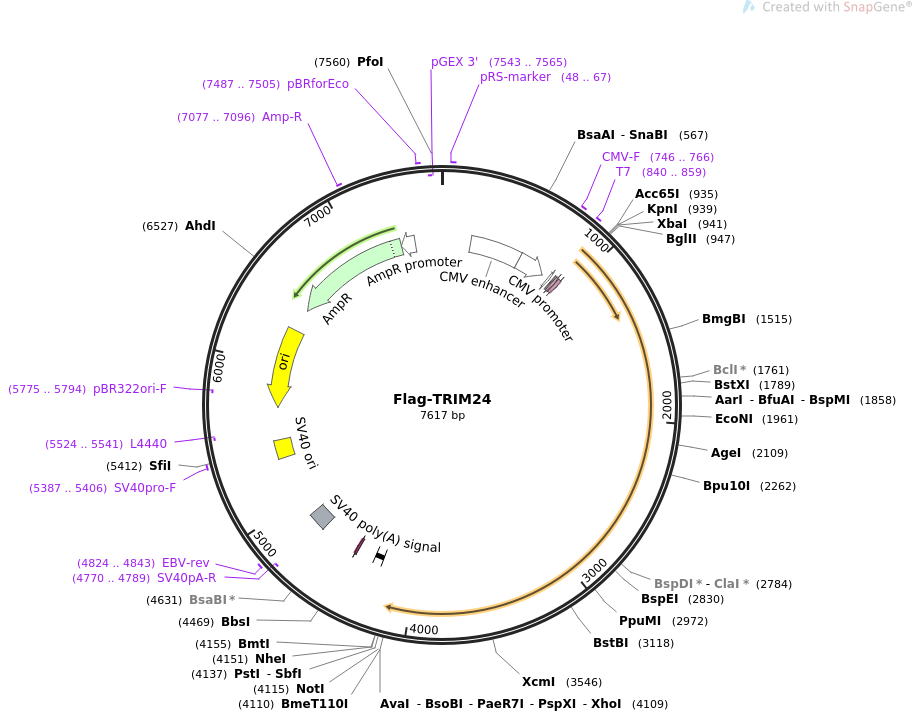 Flag-TRIM24载体图谱