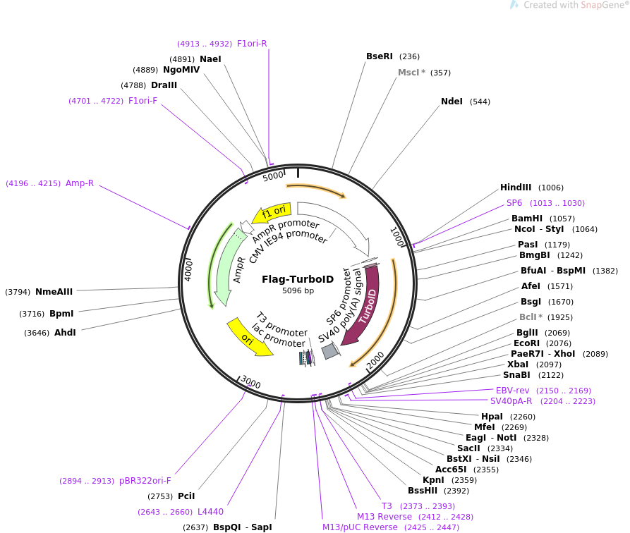 Flag-TurboID载体图谱