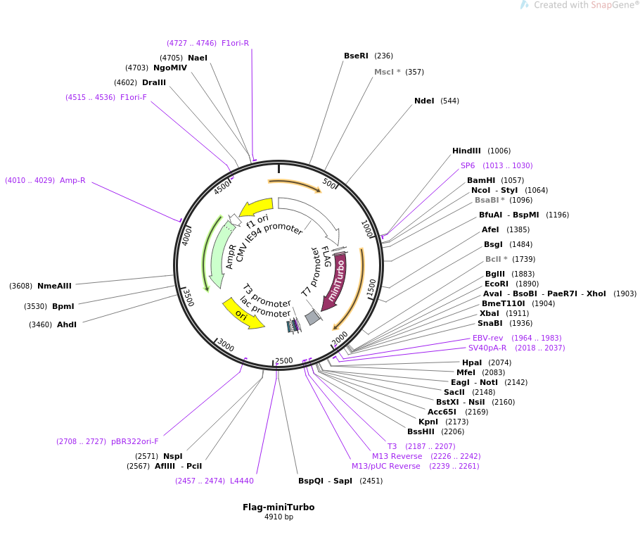 Flag-miniTurbo载体图谱