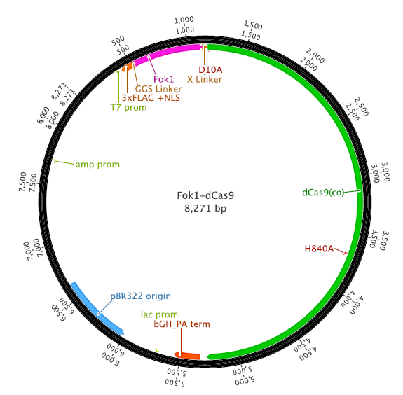FokI-dCas9载体图谱