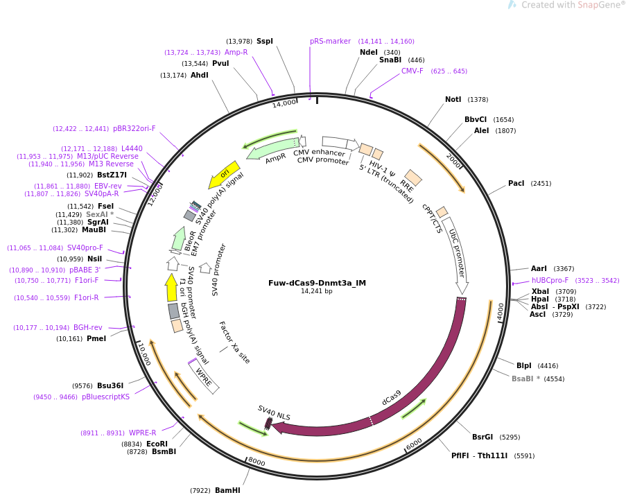 Fuw-dCas9-Dnmt3a_IM质粒图谱