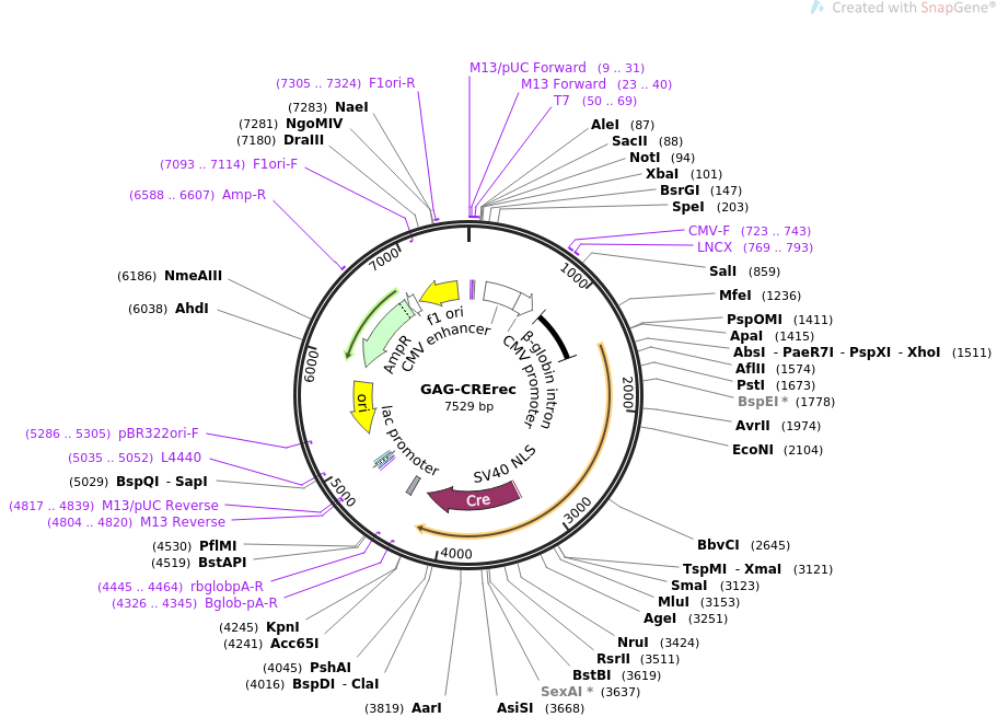 GAG-CRErec载体图谱