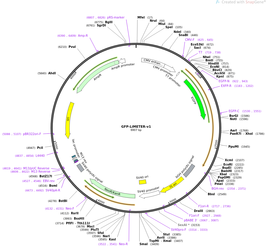 GFP-LiMETER-v1质粒图谱