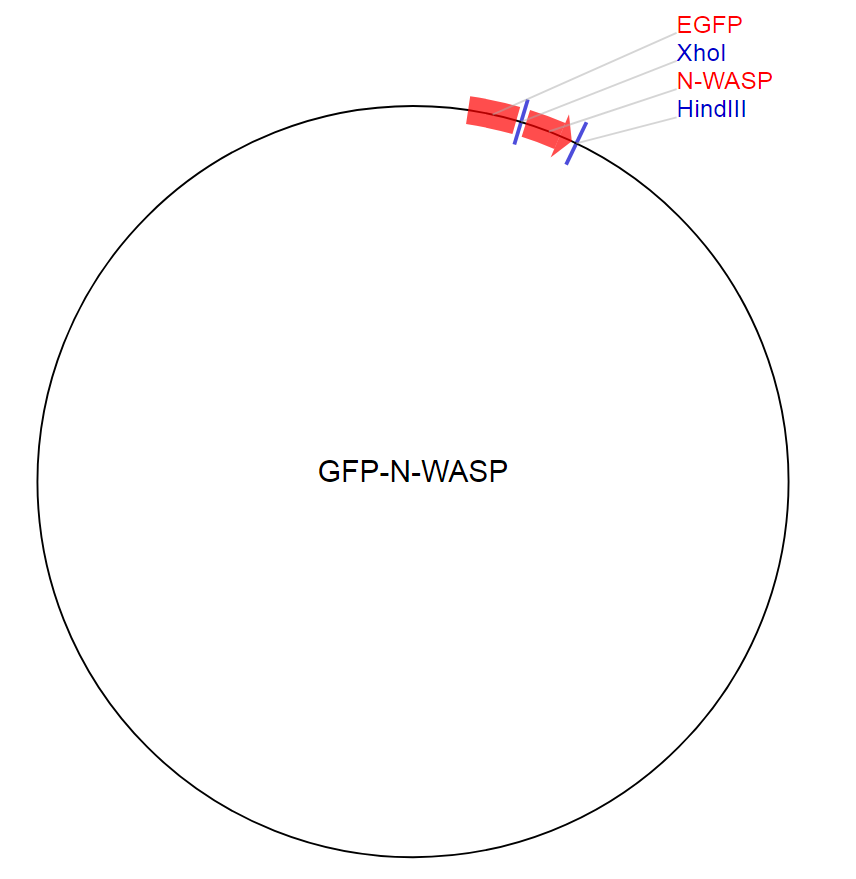 GFP-N-WASP质粒图谱