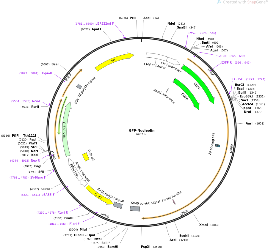 GFP-Nucleolin载体图谱