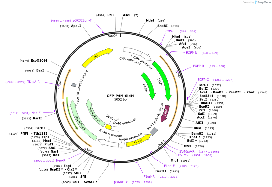 GFP-P4M-SidM载体图谱