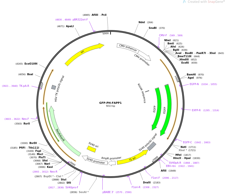 GFP-PH-FAPP1质粒图谱