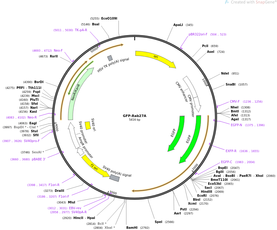 GFP-Rab27A载体图谱