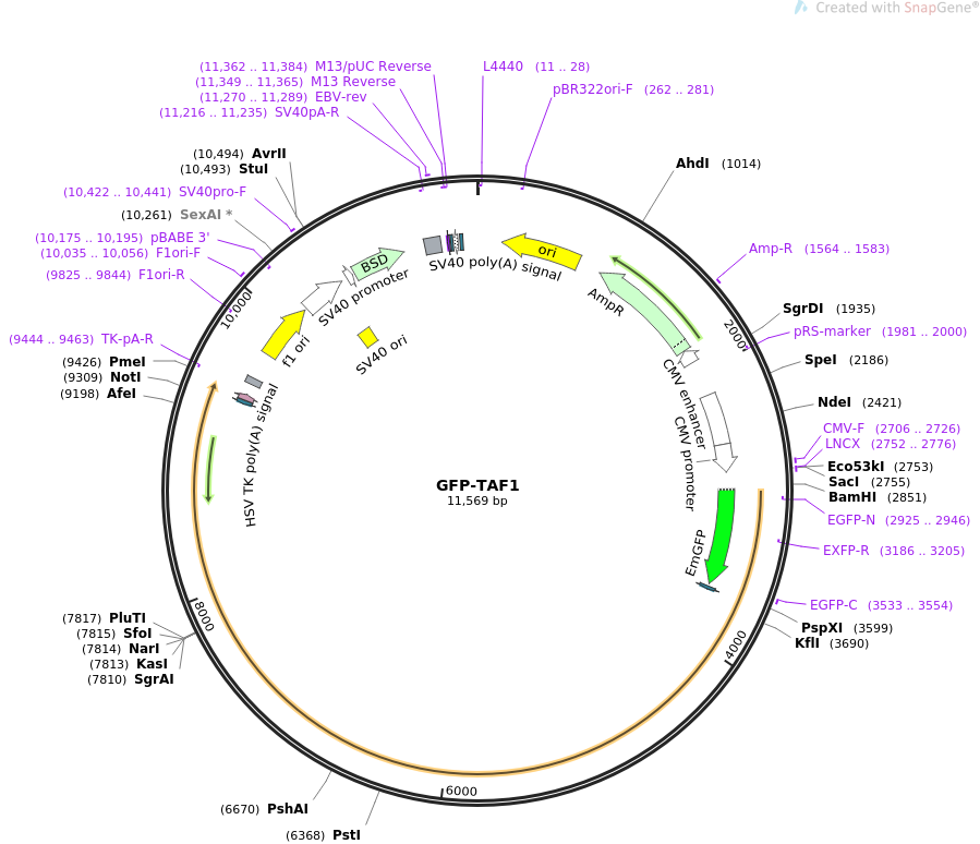 GFP-TAF1质粒图谱