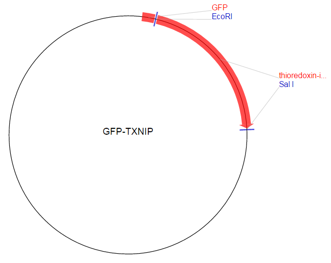 GFP-TXNIP载体图谱